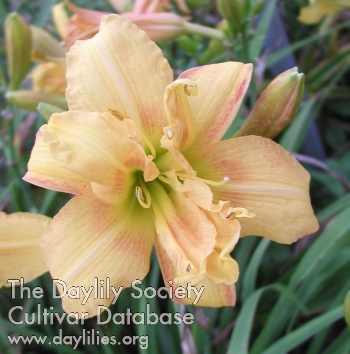 Daylily Double Peach